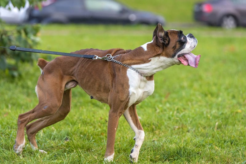 6 Tips To Help Your Dog Gain Weight 6-tips-to-help-your-dog-gain-weight
